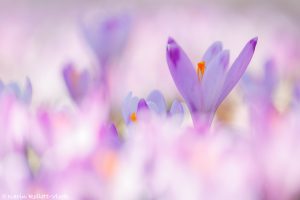 Crocus exiguus / Illyrien-Crocus