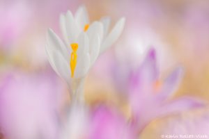 Crocus exiguus / Illyrien-Crocus