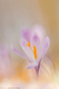 Crocus exiguus / Illyrien-Crocus