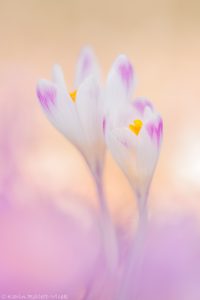 Crocus exiguus / Illyrien-Crocus