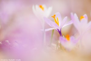 Crocus exiguus / Illyrien-Crocus