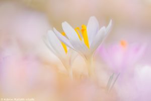 Crocus exiguus / Illyrien-Crocus