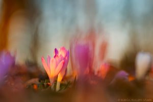 Crocus exiguus / Illyrien-Crocus