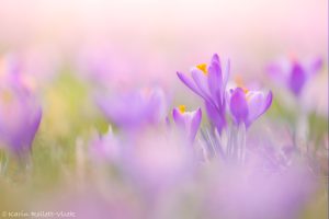 Crocus purpureus / Neapel-Krokus - Adriatischer Krokus