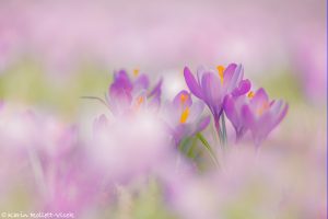 Crocus purpureus / Neapel-Krokus - Adriatischer Krokus