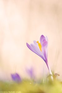 Crocus purpureus / Neapel-Krokus - Adriatischer Krokus