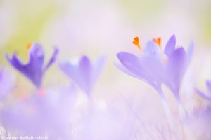 Crocus purpureus / Neapel-Krokus - Adriatischer Krokus