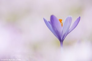 Crocus purpureus / Neapel-Krokus - Adriatischer Krokus