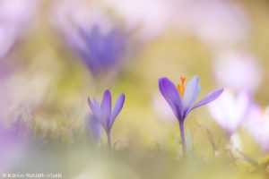 Crocus purpureus / Neapel-Krokus - Adriatischer Krokus