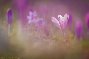 Crocus purpureus / Neapel-Krokus - Adriatischer Krokus