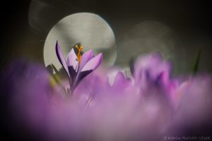 Crocus purpureus / Neapel-Krokus - Adriatischer Krokus