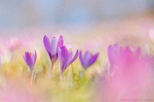 Crocus purpureus / Neapel-Krokus - Adriatischer Krokus