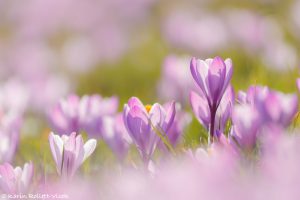 Crocus purpureus / Neapel-Krokus - Adriatischer Krokus