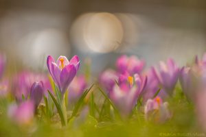 Crocus purpureus / Neapel-Krokus - Adriatischer Krokus