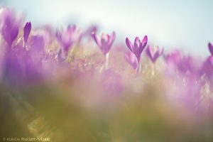 Crocus purpureus / Neapel-Krokus - Adriatischer Krokus