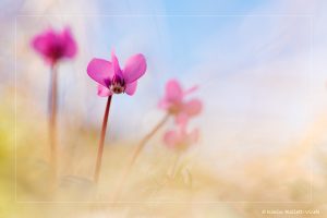 Cyclamen coum / Schwarzmeer-Zyklame