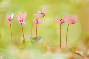 Cyclamen purpurascens / Alpenveilchen