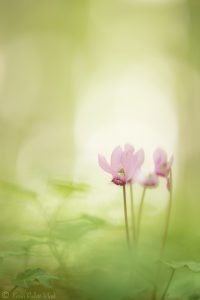 Cyclamen purpurascens / Alpenveilchen