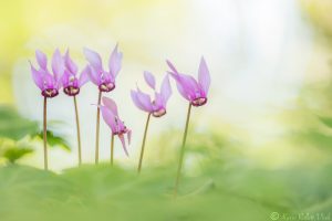 Cyclamen purpurascens / Alpenveilchen