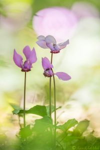 Cyclamen purpurascens / Alpenveilchen