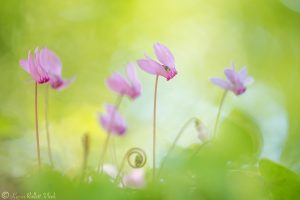 Cyclamen purpurascens / Alpenveilchen