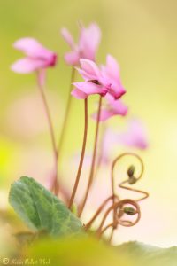 Cyclamen purpurascens / Alpenveilchen