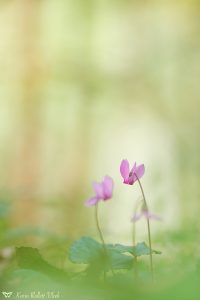 Cyclamen purpurascens / Alpenveilchen