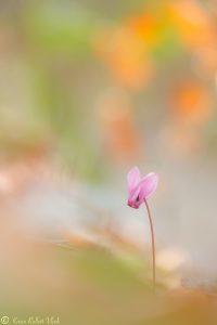 Cyclamen purpurascens / Alpenveilchen