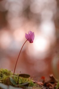 Cyclamen purpurascens / Alpenveilchen