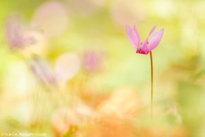 Cyclamen purpurascens / Alpenveilchen