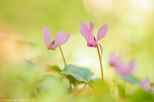 Cyclamen purpurascens / Alpenveilchen