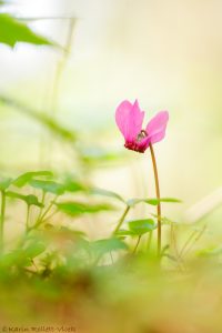 Cyclamen purpurascens / Alpenveilchen