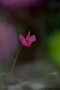 Cyclamen purpurascens / Alpenveilchen