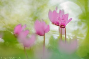 Cyclamen purpurascens / Alpenveilchen