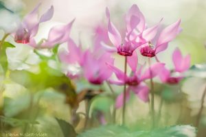 Cyclamen purpurascens / Alpenveilchen