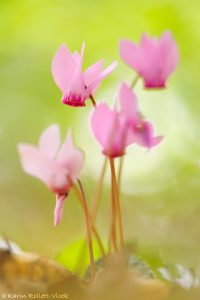 Cyclamen purpurascens / Alpenveilchen