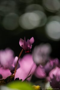 Cyclamen purpurascens / Alpenveilchen