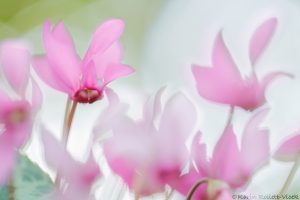 Cyclamen purpurascens / Alpenveilchen