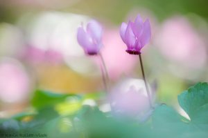 Cyclamen purpurascens / Alpenveilchen