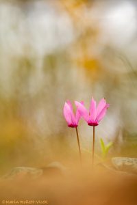 Cyclamen purpurascens / Alpenveilchen