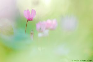 Cyclamen purpurascens / Alpenveilchen