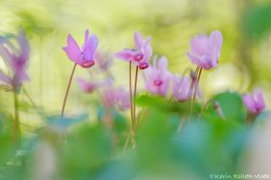 Cyclamen purpurascens / Alpenveilchen