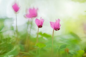 Cyclamen repandum / Geschweiftblättrige Zyklame - Istrien 2023