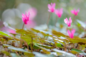 Cyclamen repandum / Geschweiftblättrige Zyklame - Istrien 2023