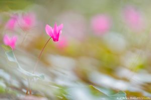 Cyclamen repandum / Geschweiftblättrige Zyklame - Istrien 2023