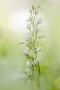 Cephalantera damasonium / Weißes Waldvöglein / White helleborine