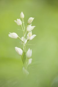 Cephalantera damasonium / Weißes Waldvöglein / White helleborine