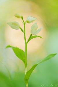 Cephalantera damasonium / Weißes Waldvöglein / White helleborine