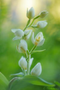 Cephalantera damasonium / Weißes Waldvöglein / White helleborine