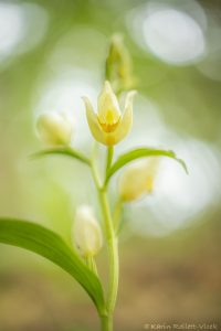 Cephalantera damasonium / Weißes Waldvöglein / White helleborine